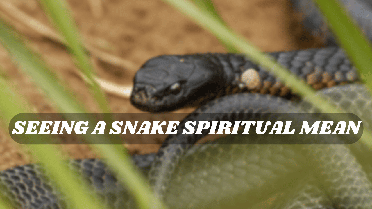 Seeing a Snake Spiritual Mean