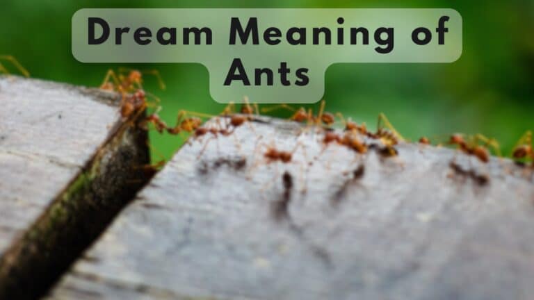 Ants in Dream meaning