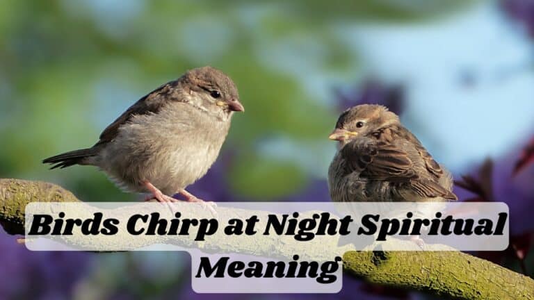 Birds Chirp at Night Spiritual Meaning