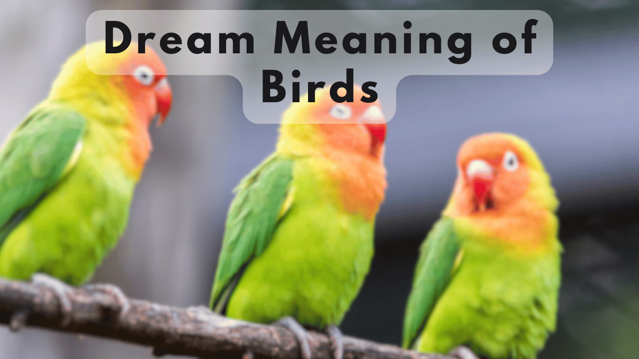 Birds Dream meaning