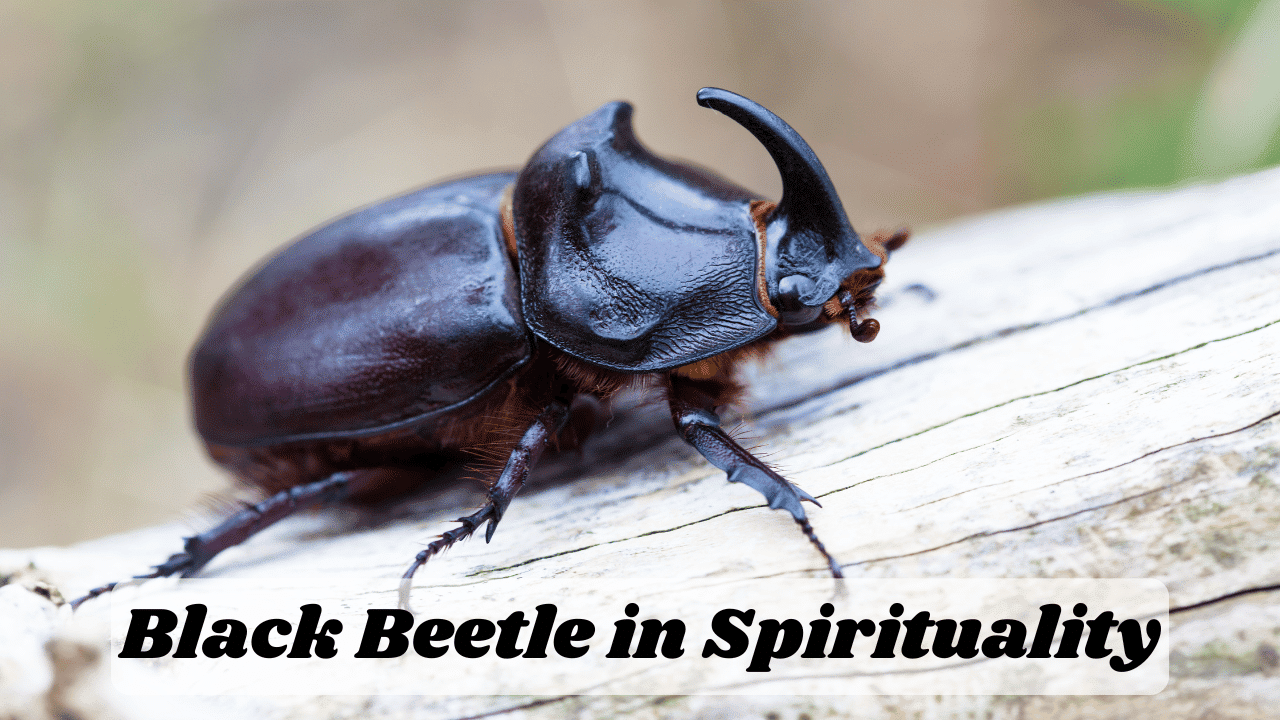 Black Beetle in Spirituality