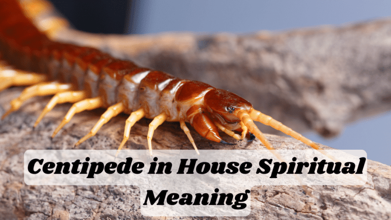 Centipede in House Spiritual Meaning