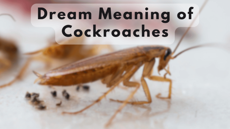 Cockroach Dream Meaning