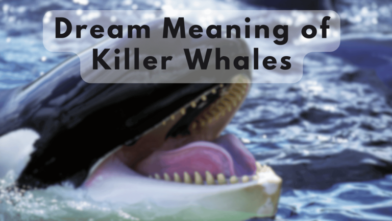 Killer whale dream meaning