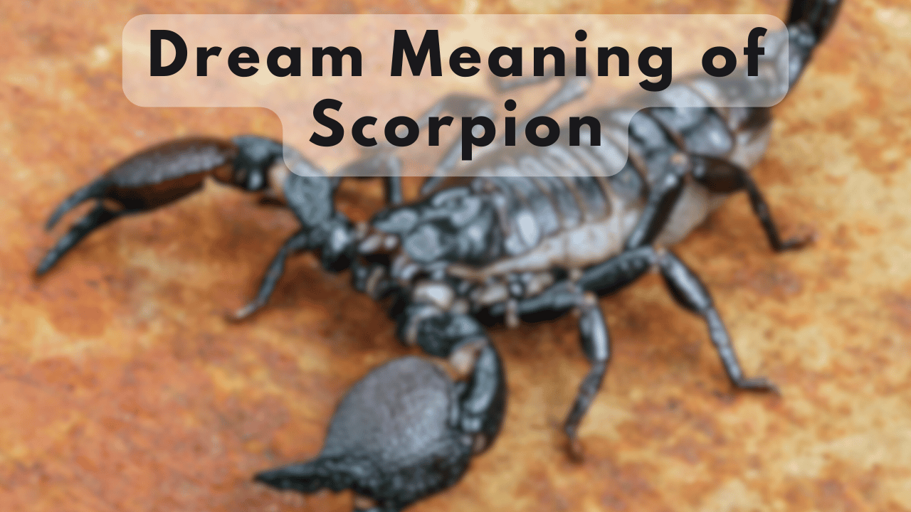 Scorpion Dream meaning