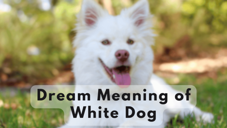 White dog Dream meaning