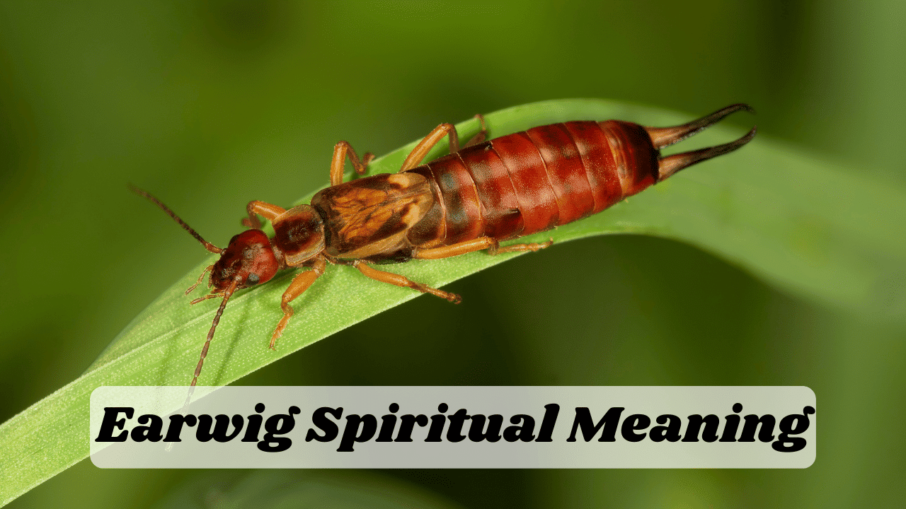 Earwig Spiritual Meaning