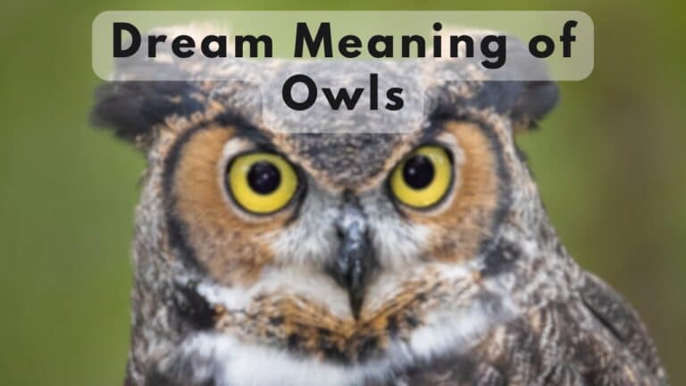 Owls Dream meaning