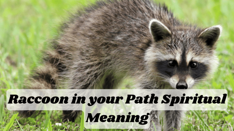 Raccoon in your Path Spiritual Meaning