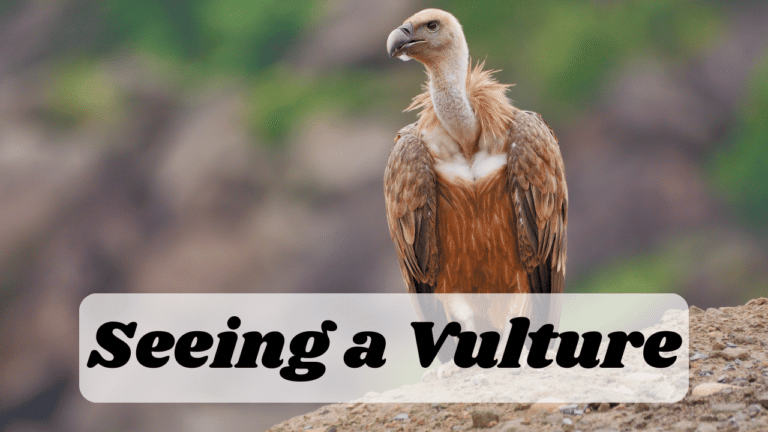 Seeing a Vulture meaning