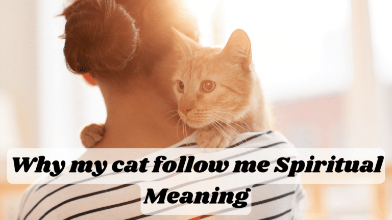 Why my cat follow me Spiritual Meaning