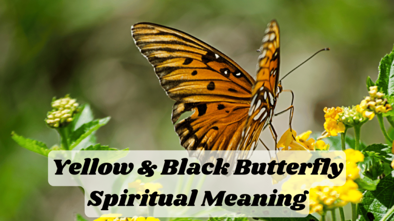 Yellow and Black Butterfly Spiritual Meaning