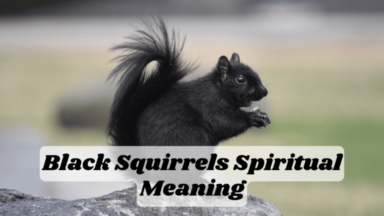 Unveiling Black Squirrels’ Spiritual Meaning & Symbolism