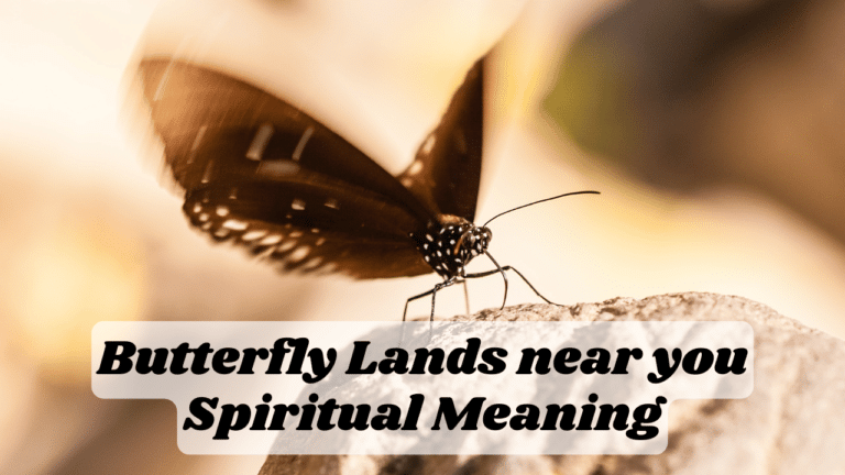 Butterfly lands near you Spirituality