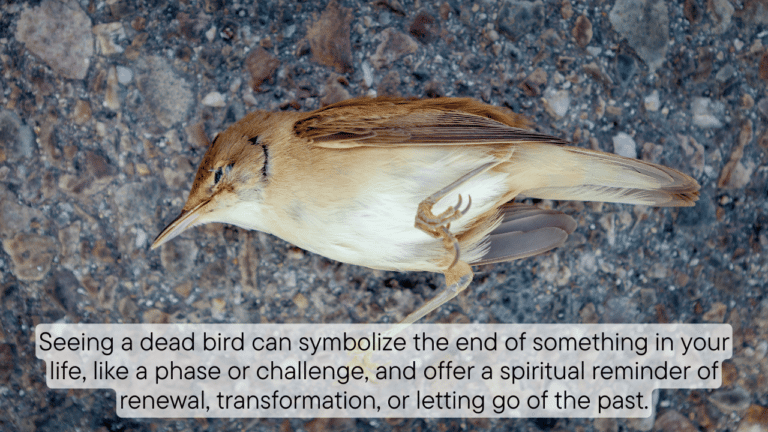 Dead bird Spiritual Message