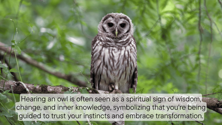 Hearing an owl Spiritual Meaning