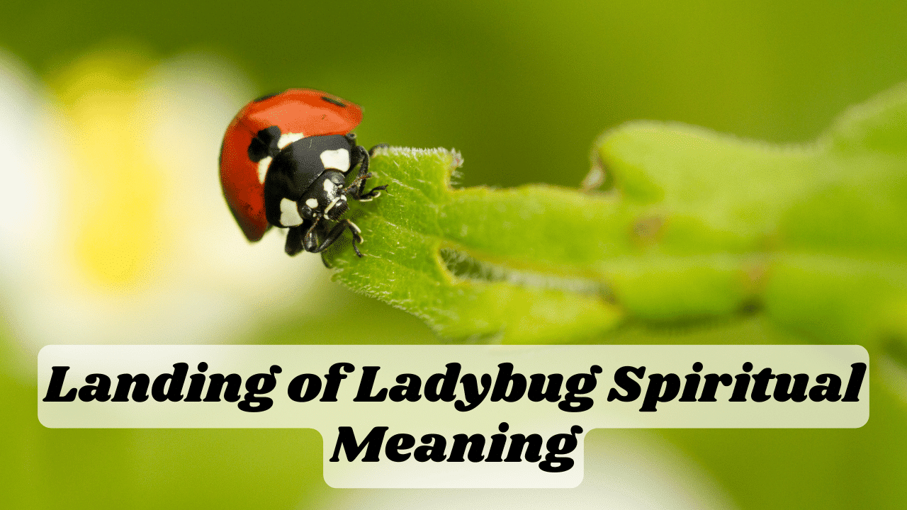 Landing of Ladybug Spirituality