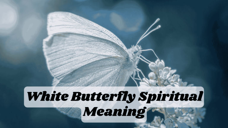 White Butterfly Spirituality