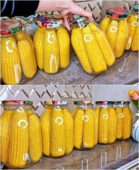 Homemade Pickled Corn on the Cob Recipe